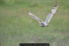 On The Hunt by Cathy Rose, Imagez