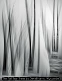 The Tall Tear Trees by David Harris, Wycombe
