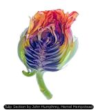 Tulip Section by John Humphrey, Hemel Hempstead