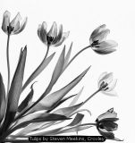 Tulips by Steven Meekins, Croxley