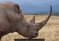 White Rhino by Jacqui Titcombe, Amersham