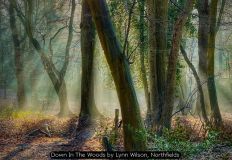 Down In The Woods by Lynn Wilson, Northfields
