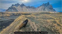 Stokksnes Raven by Steve Bramley, Wantage