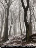 Winter Woodland by Jane Goddard, Northfields