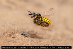 Beewolf Wasp With Honeybee Prey Returning To Burrow by Simon Jenkins, Watford