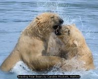 Brawling Polar Bears by Caroline Mockett, Watford
