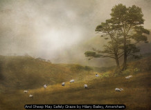 And Sheep May Safely Graze by Hilary Bailey, Amersham