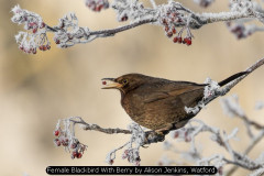 Female Blackbird With Berry by Alison Jenkins, Watford