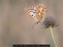 Female Chalk Hill Blue by Brian Ridgley, Amersham