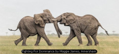 Fighting For Dominance by Maggie James, Amersham