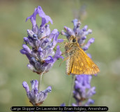 Large Skipper On Lavender by Brian Ridgley, Amersham