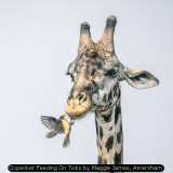 Oxpecker Feeding On Ticks by Maggie James, Amersham