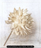 Sepia Dahlia by Sue Hatch, Woodley