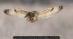 Short Eared Owl Hovering by Brian Ridgley, Amersham