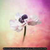 Anemones Dance by Diane Langford, Milton Keynes City