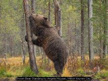 Brown Bear Standing by Angela McLean, Milton Keynes City