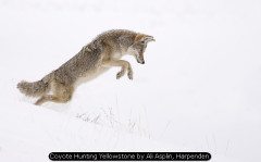 Coyote Hunting Yellowstone by Ali Asplin, Harpenden