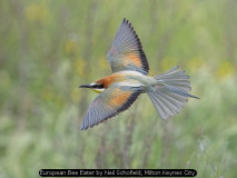 European Bee Eater by Neil Schofield, Milton Keynes City