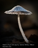 Hare's Foot Inkcap by Jamie White, Milton Keynes City