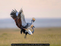 2026 Championship Projected