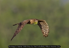 Montagu's Harrier With Prey by Neil Schofield, Milton Keynes City