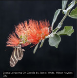 Zebra Longwing On Corella by Jamie White, Milton Keynes City