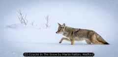 (5) Coyote In The Snow by Martin Patten, Watford