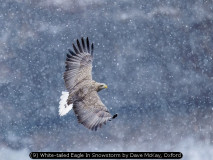 (9) White-tailed Eagle In Snowstorm by Dave McKay, Oxford