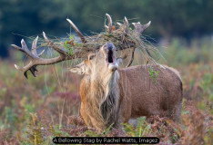 A Bellowing Stag by Rachel Watts, Imagez