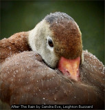 After The Rain by Sandra Eve, Leighton Buzzard