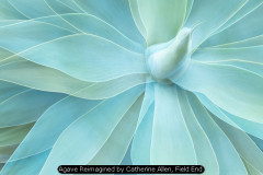 Agave Reimagined by Catherine Allen, Field End