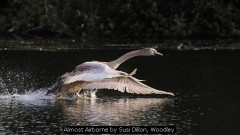 Almost Airborne by Susi Dillon, Woodley