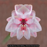 Amaryllis by Rob Harley, Hemel Hempstead