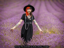 Among The Lavender by Brian Worley, Imagez