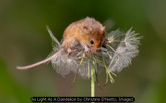 As Light As A Dandelion by Christine D'Netto, Imagez