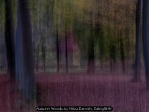 Autumn Woods by Nilou Darvish, Ealing&HH