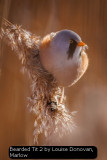 Bearded Tit 2 by Louise Donovan, Marlow