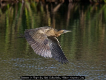 Bittern In Flight by Neil Schofield, Milton Keynes City