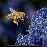 Buzzy Bee by Patrick Linford, Leighton Buzzard