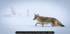 Coyote In The Snow by Martin Patten, Watford
