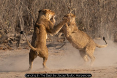 Dancing In The Dust by Jacqui Taylor, Harpenden