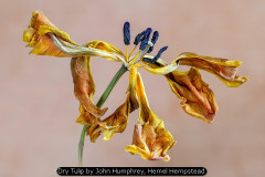 Dry Tulip by John Humphrey, Hemel Hempstead