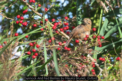 Dunnock And Red Berries by Maurici Brunet, Oxford