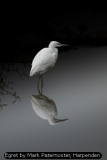 Egret by Mark Paternoster, Harpenden