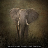 Emerging Elephant by Hilary Bailey, Amersham