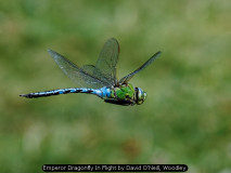 Emperor Dragonfly In Flight by David O'Neill, Woodley