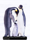 Emperor Penguin Family by Ali Asplin, Harpenden