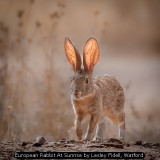 European Rabbit At Sunrise by Lesley Fidell, Watford