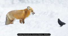 Feeling Peckish by Simon Peters, Watford