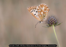 Female Chalk Hill Blue Abberation by Brian Ridgley, Amersham